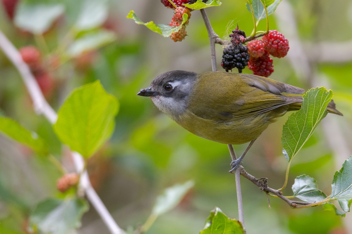 Common Chlorospingus (Middle America) - ML616017811