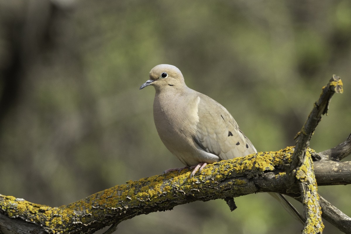 Mourning Dove - Kathryn McGiffen