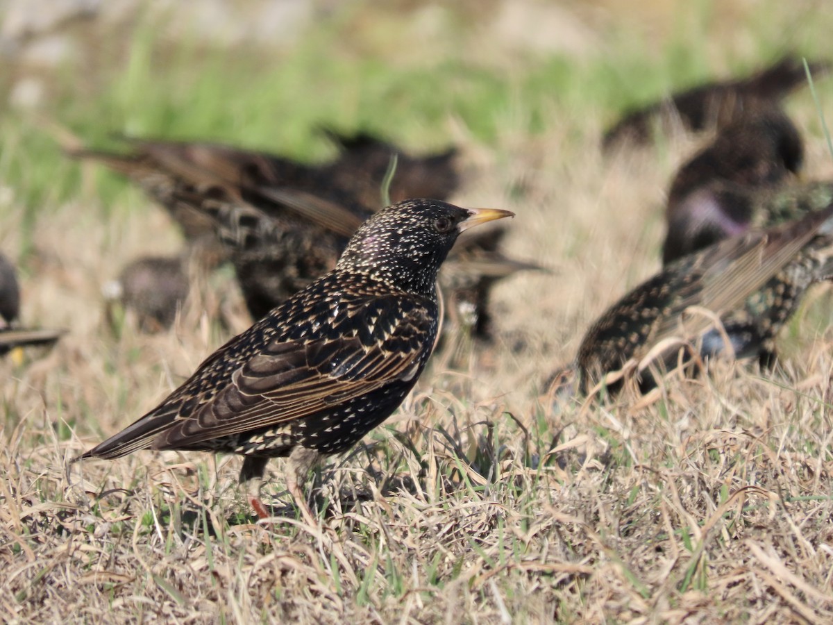 European Starling - ML616017835