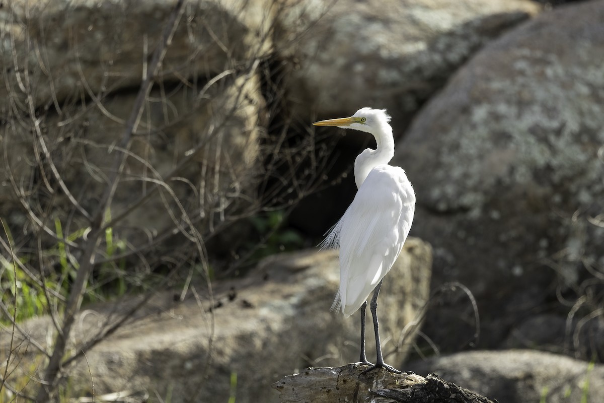 Great Egret - Kathryn McGiffen