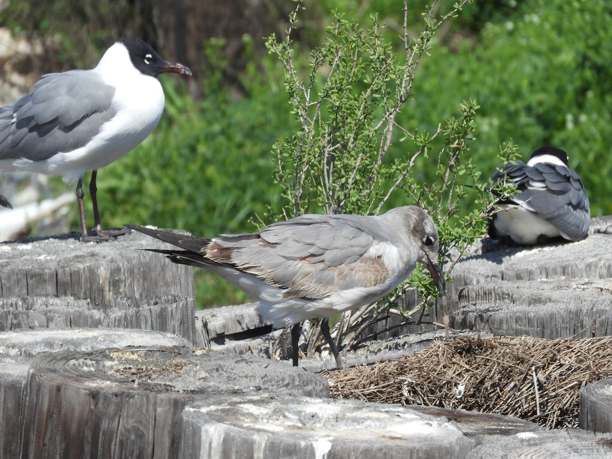 Laughing Gull - ML616017862