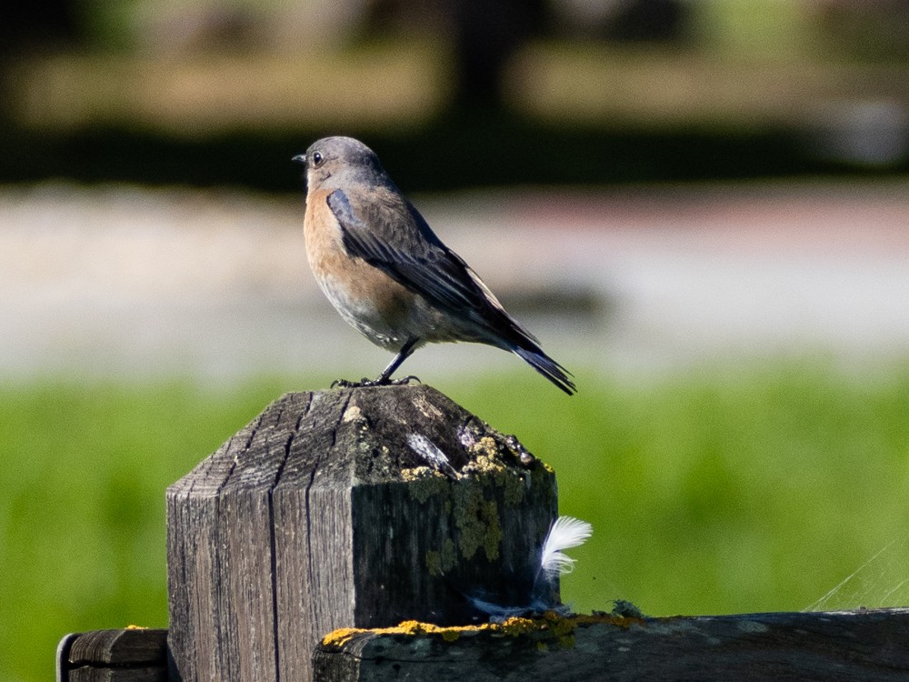 Western Bluebird - Pauline Yeckley