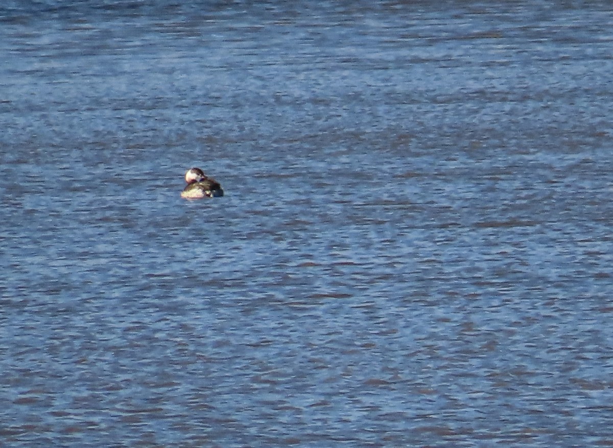 Horned Grebe - ML616017882