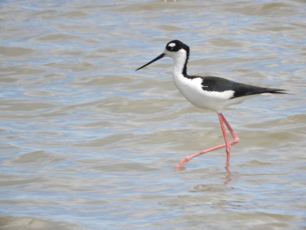 Black-necked Stilt - ML616017901