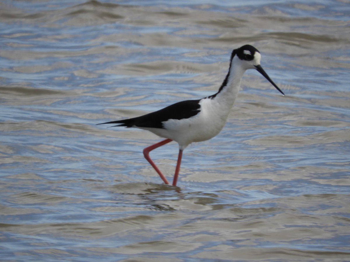 Black-necked Stilt - ML616017902