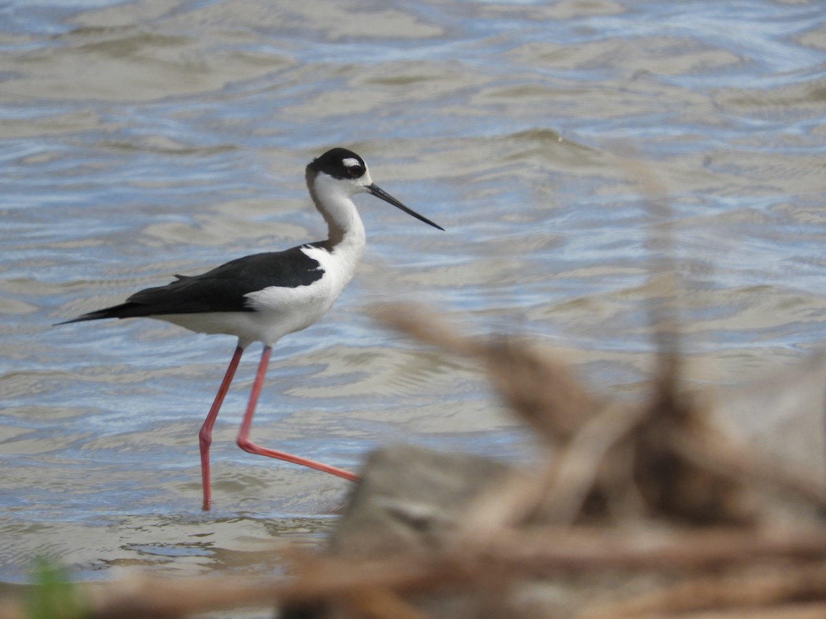 Black-necked Stilt - ML616017903