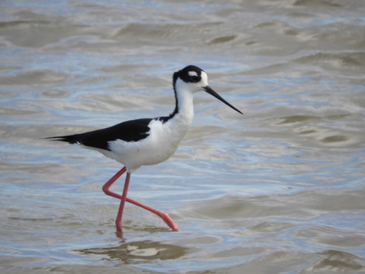 Black-necked Stilt - ML616017928