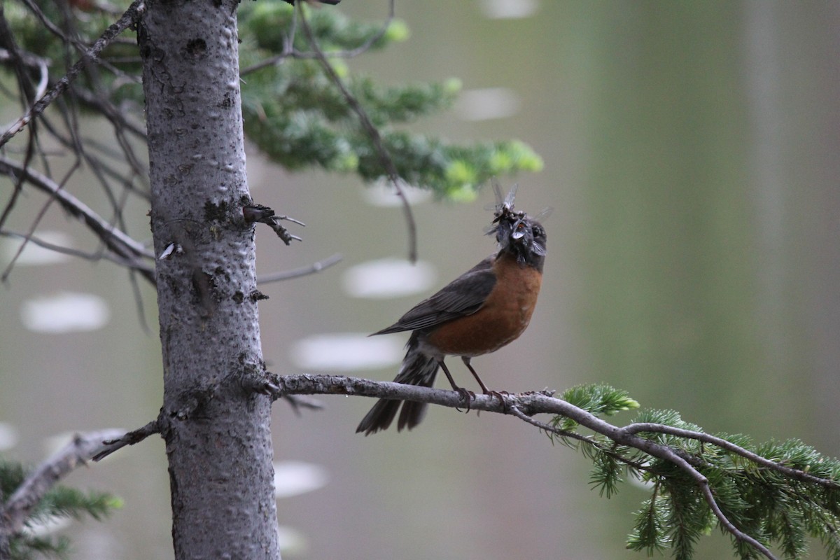 American Robin - ML616017977