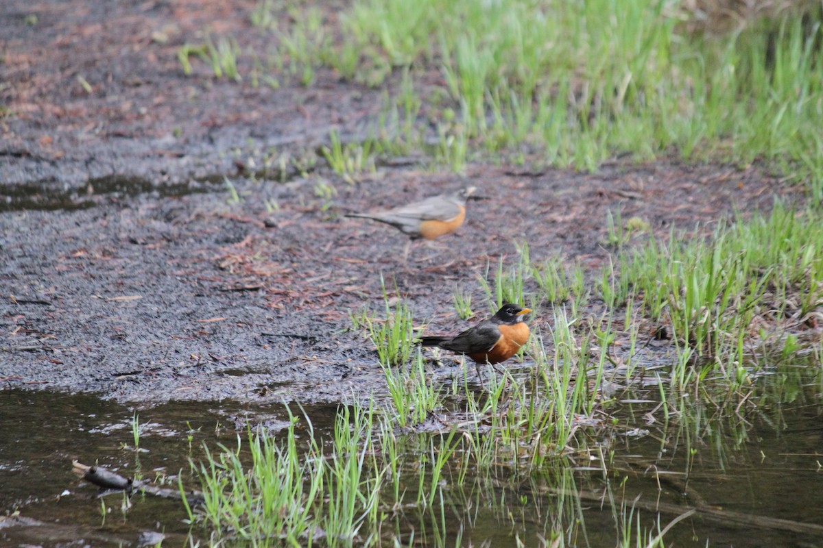 American Robin - ML616017978