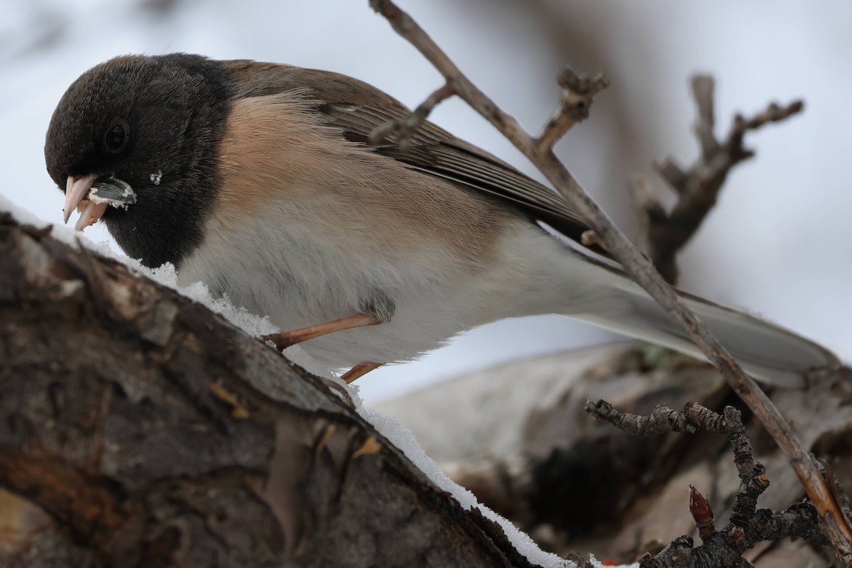 Dark-eyed Junco - Steve Parker