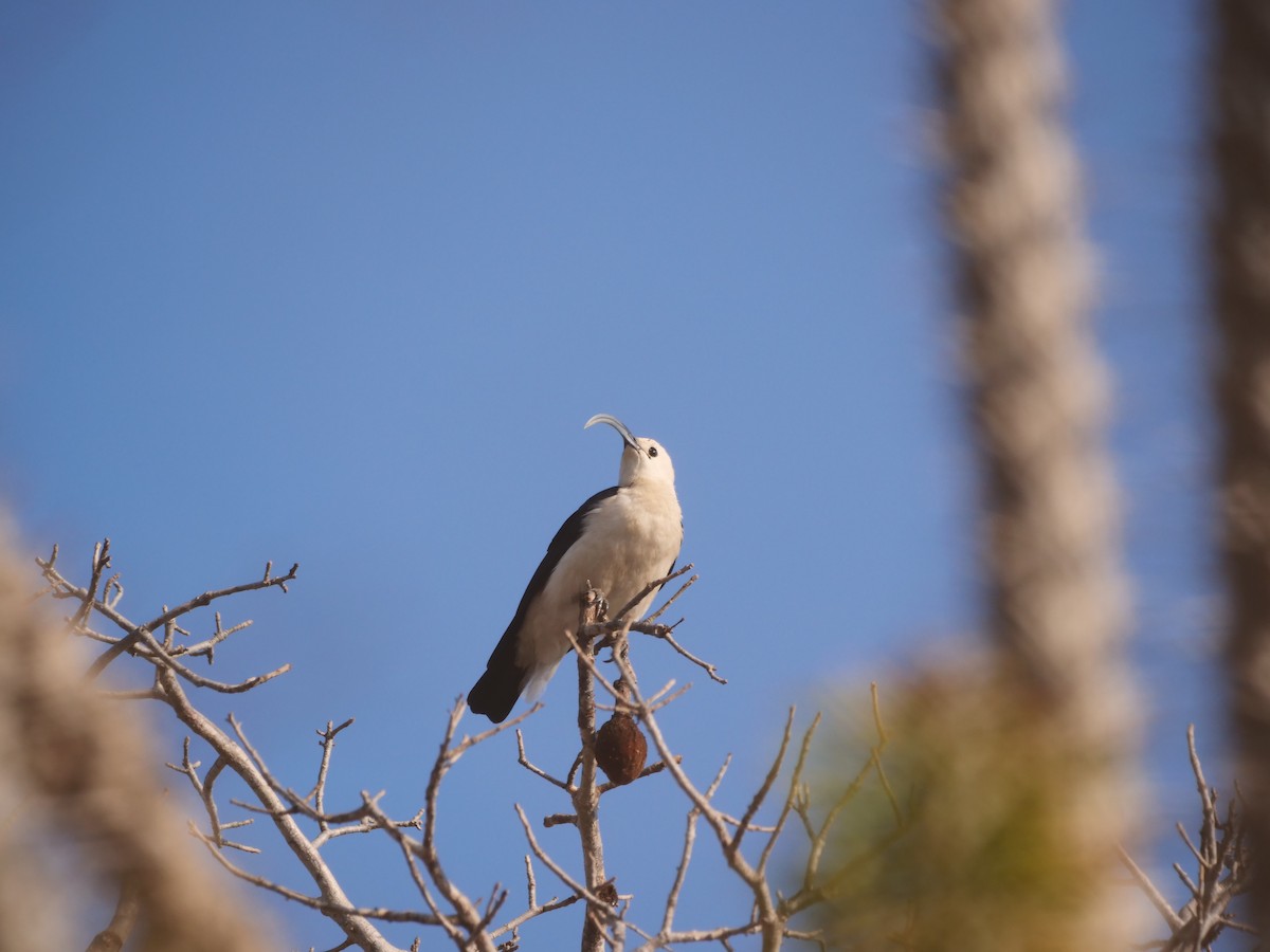 Sickle-billed Vanga - ML616018005