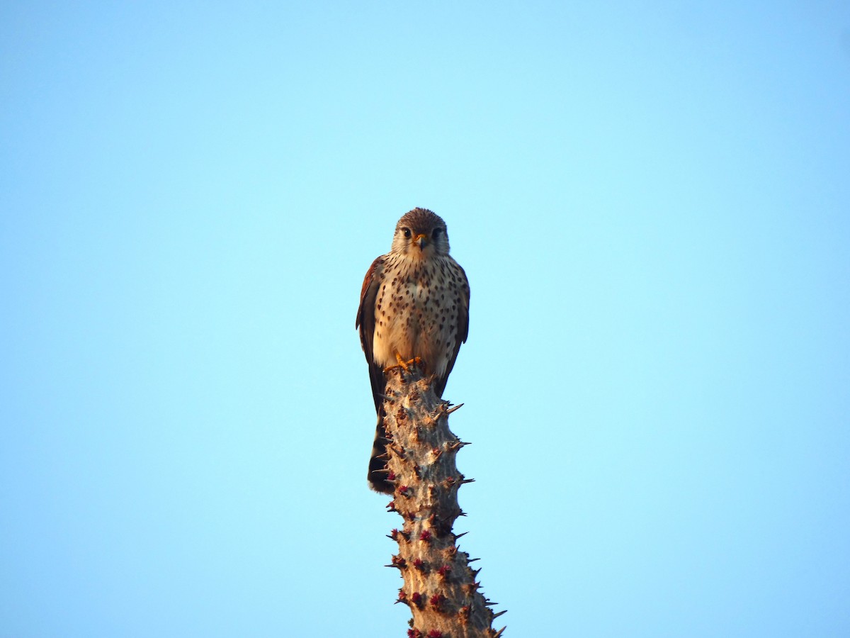 Malagasy Kestrel - ML616018047