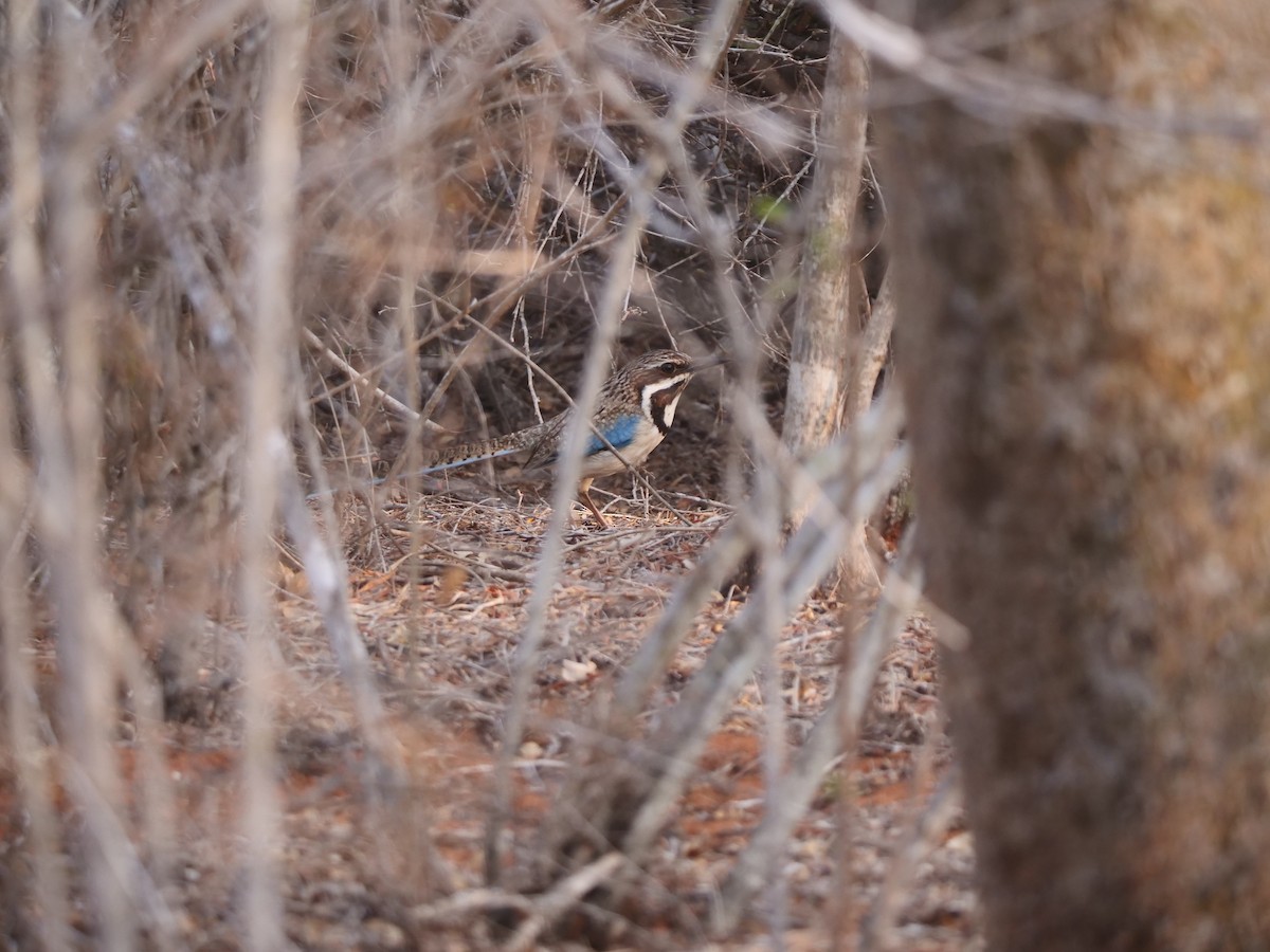 Long-tailed Ground-Roller - ML616018050