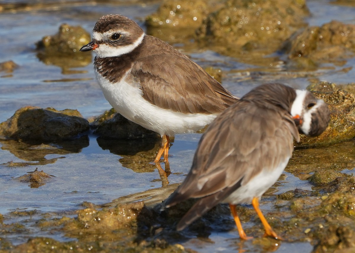 Semipalmated Plover - Dave Bowman