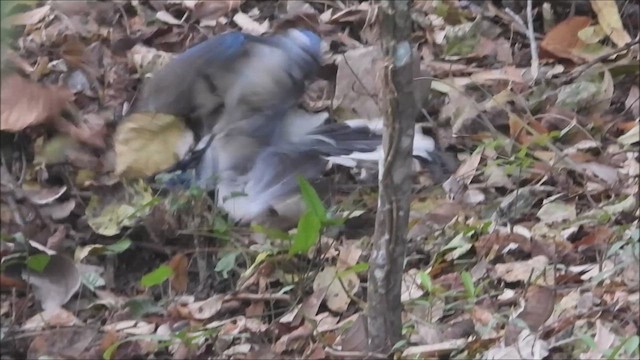 White-throated Magpie-Jay - ML616018084