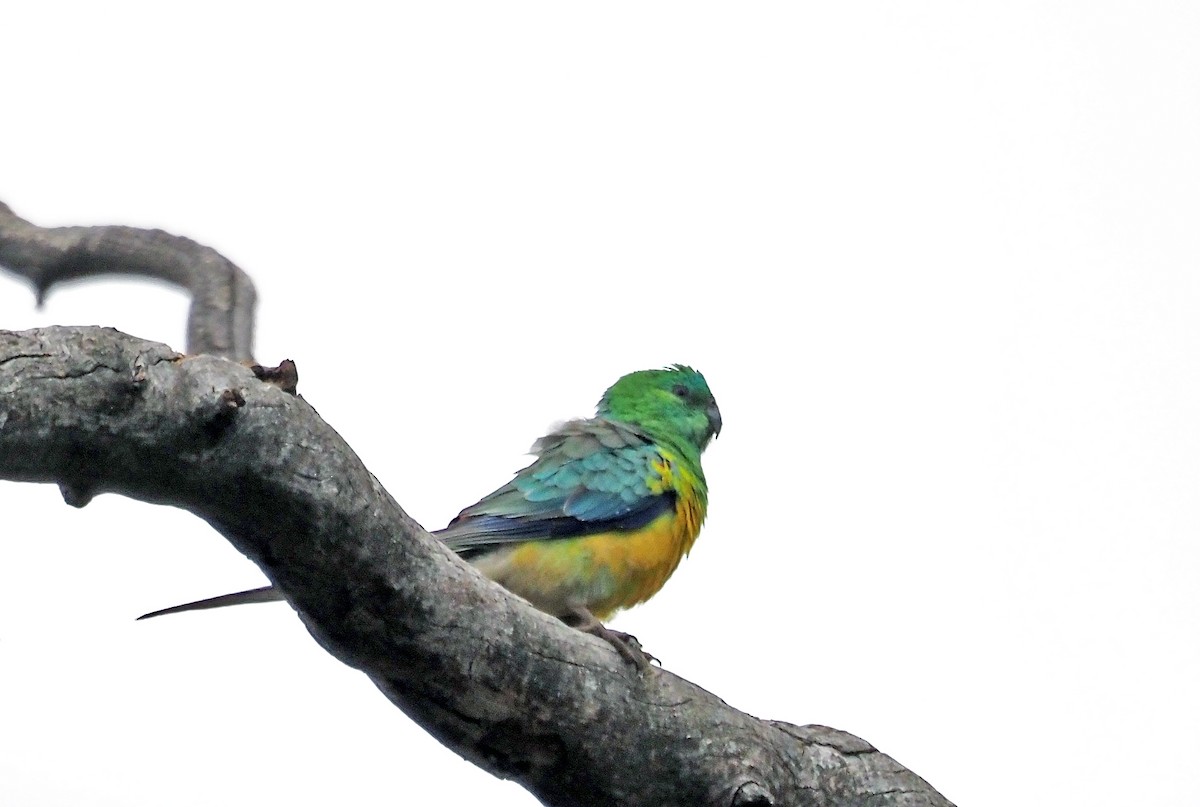 Red-rumped Parrot - ML616018111