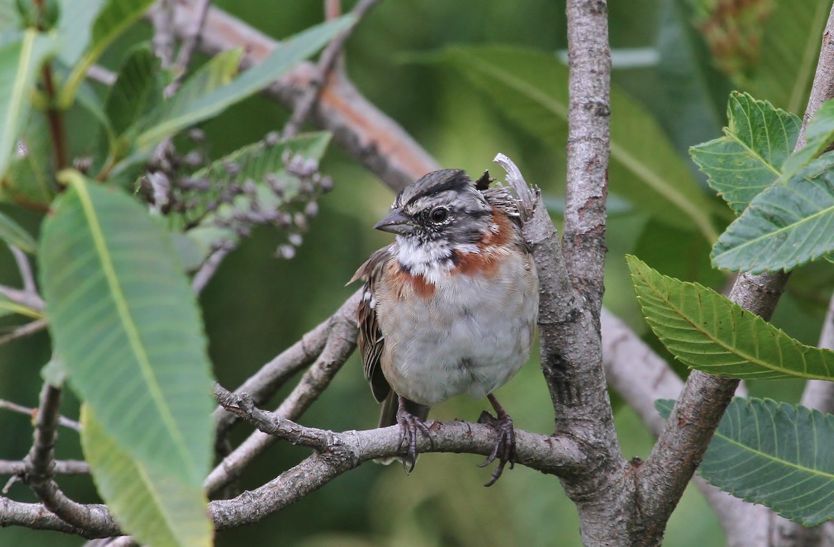 Rufous-collared Sparrow - Scott Watson