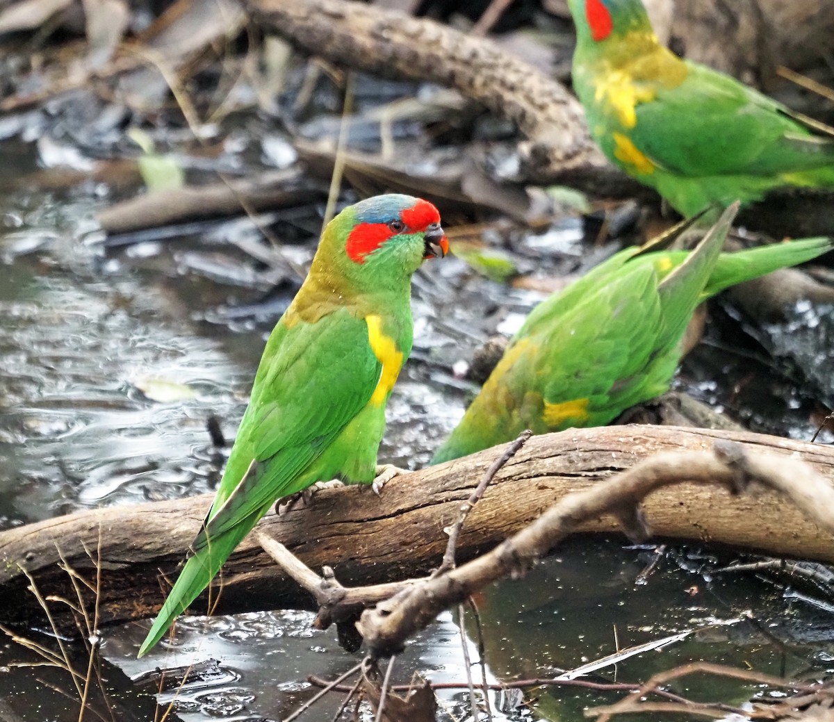 Musk Lorikeet - Steve Law