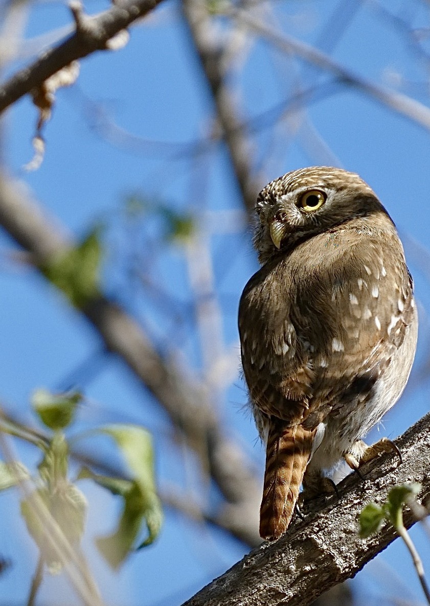 Ferruginous Pygmy-Owl - Gordon Lam
