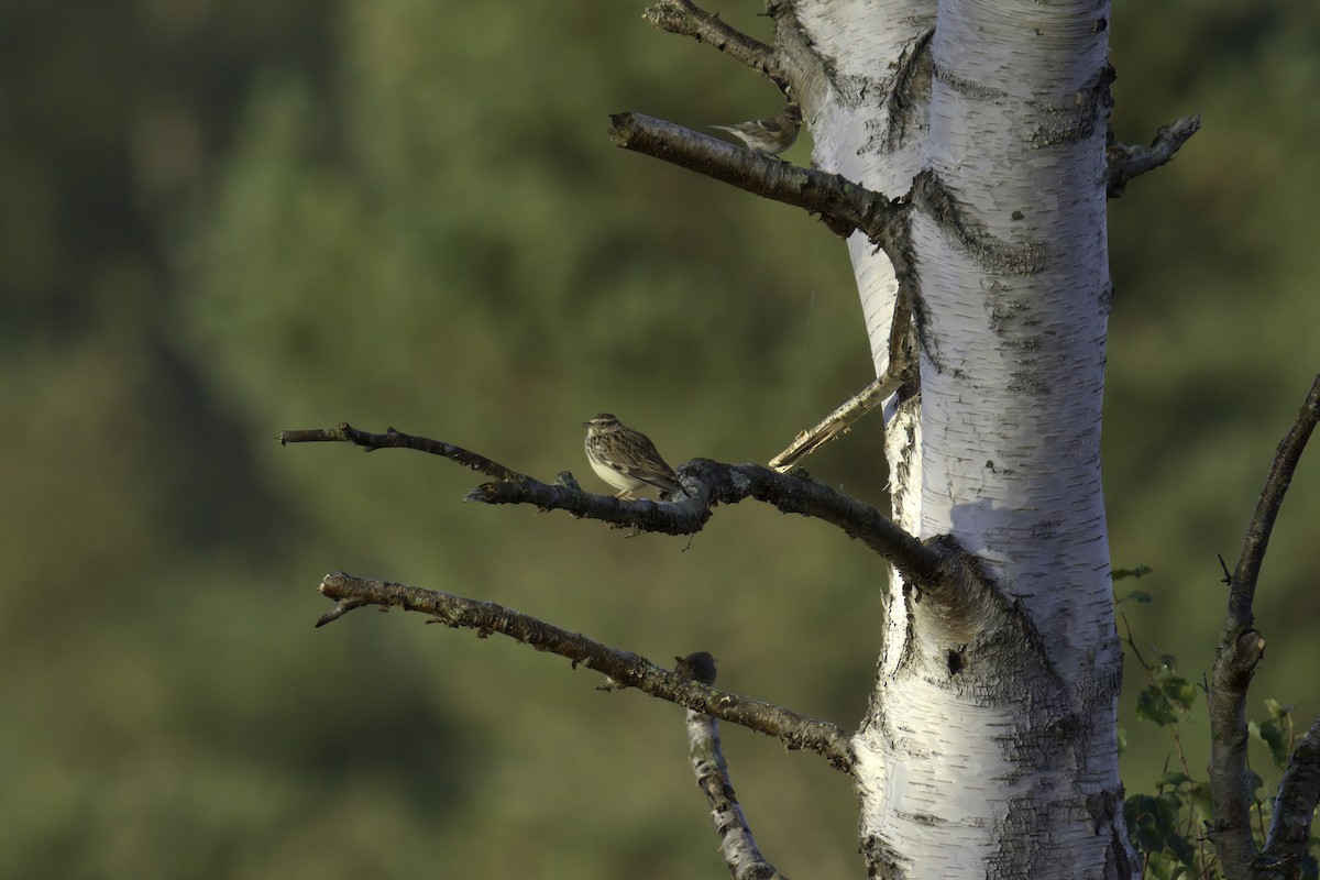 Lesser Redpoll - ML616018267