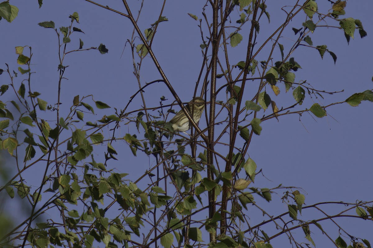 Reed Bunting - ML616018284