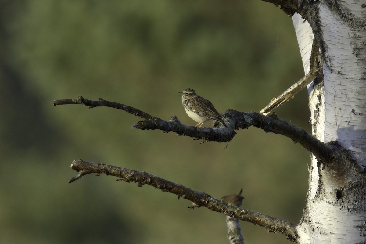 Wood Lark - ML616018293