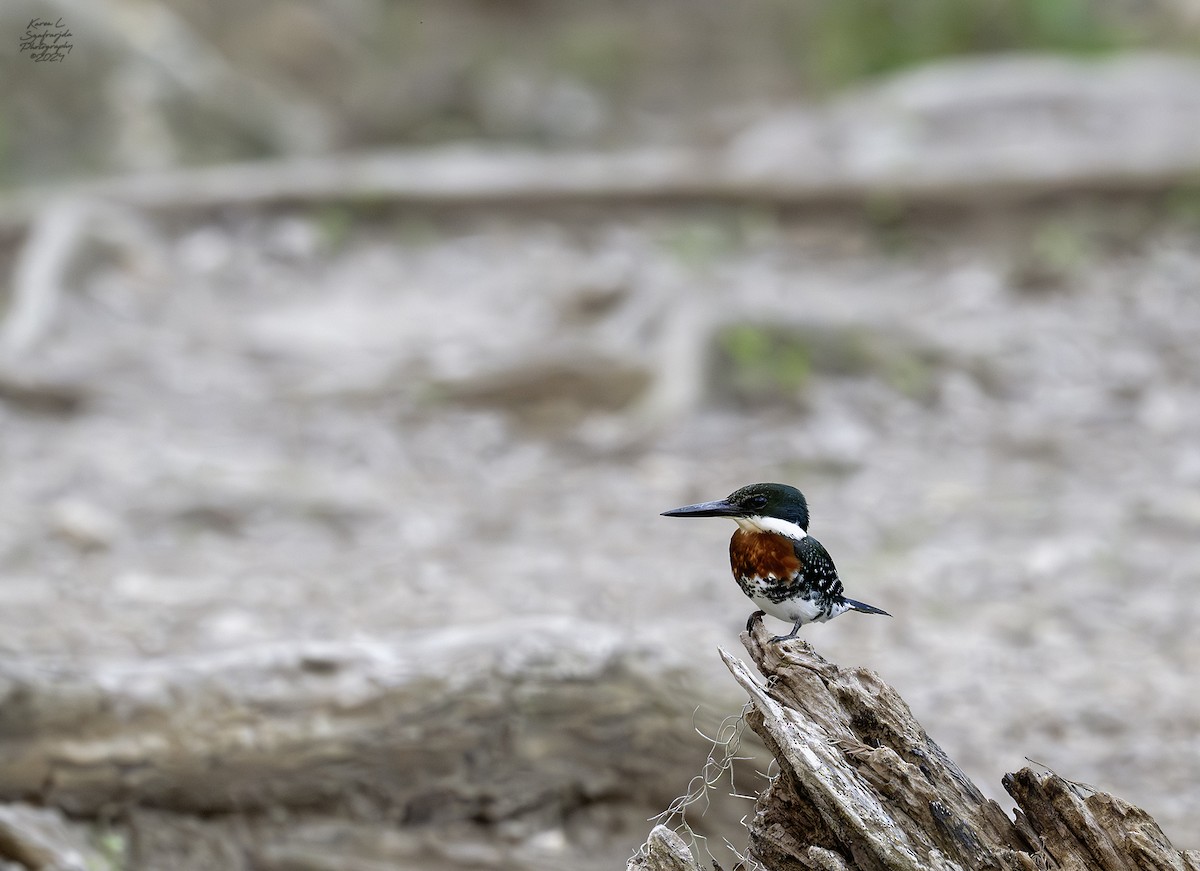 Green Kingfisher - Karen Szafrajda