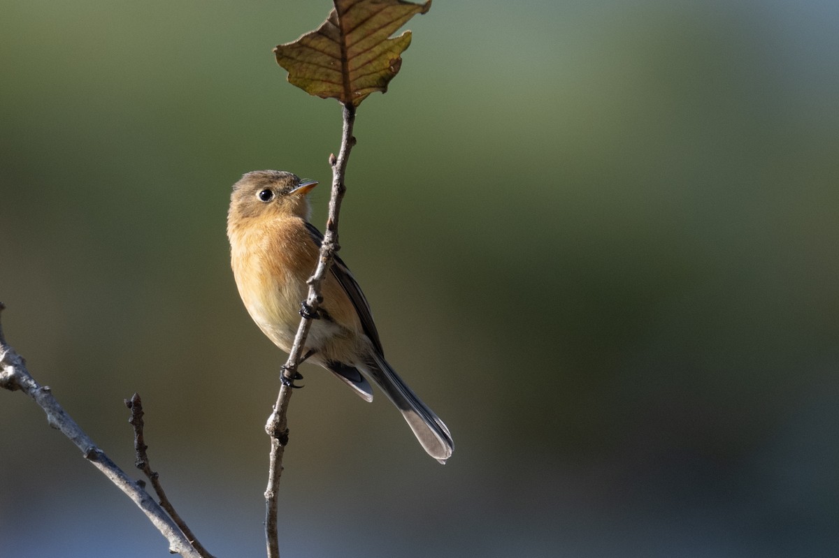 Buff-breasted Flycatcher - ML616018404