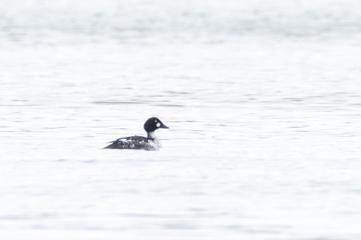 Common Goldeneye - ML616018425