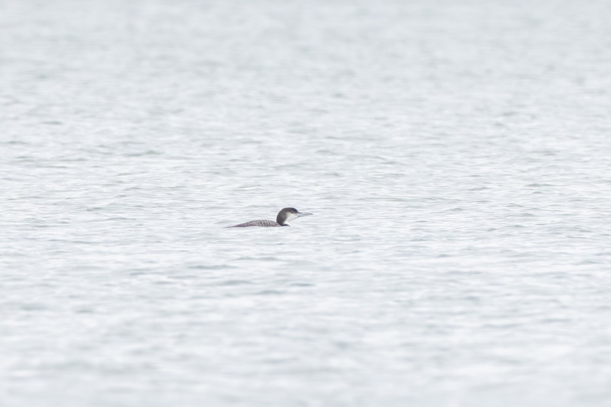 Common Loon - ML616018432