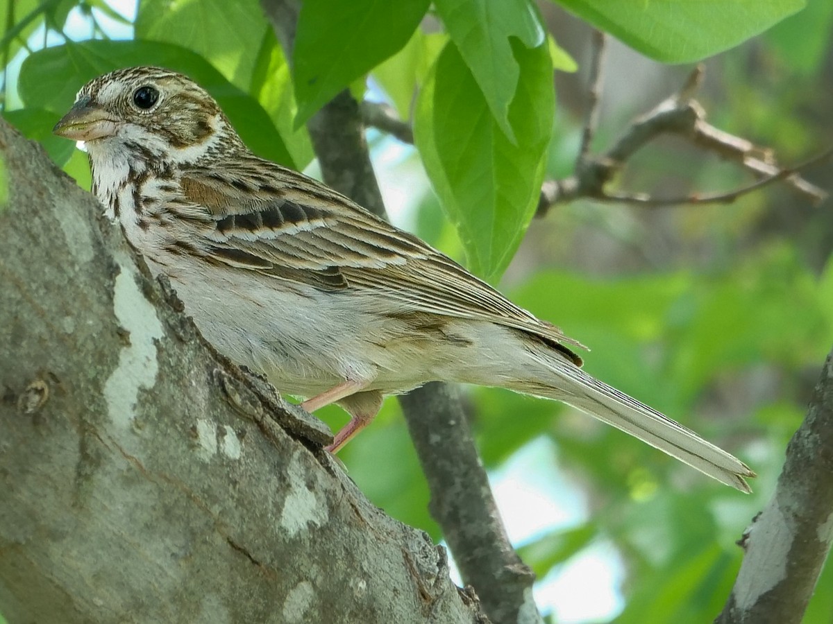 Vesper Sparrow - Roger Horn