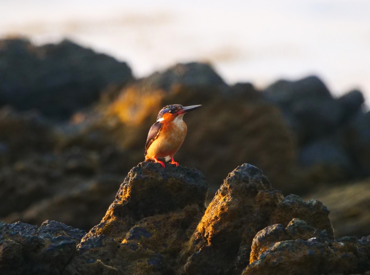 Malagasy Kingfisher - ML616018535