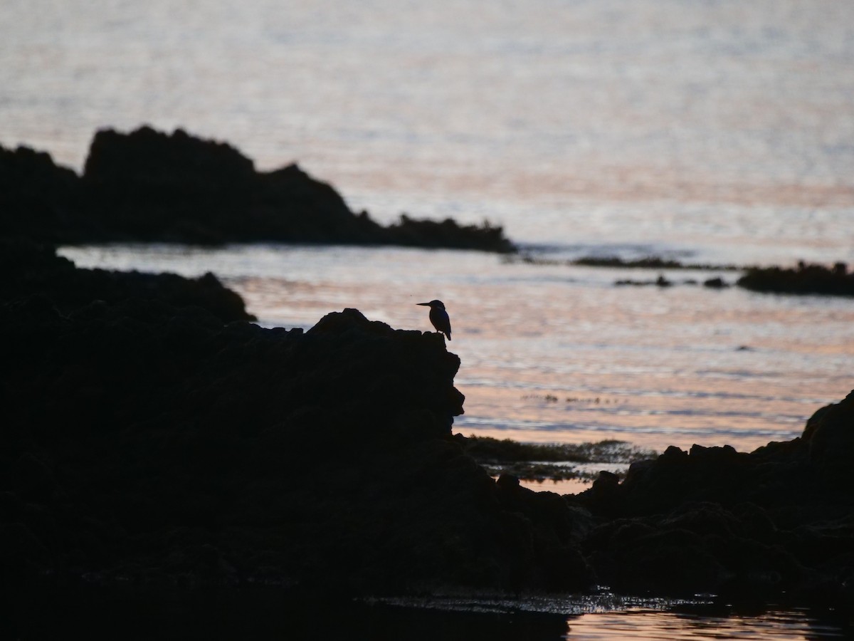 Malagasy Kingfisher - ML616018536