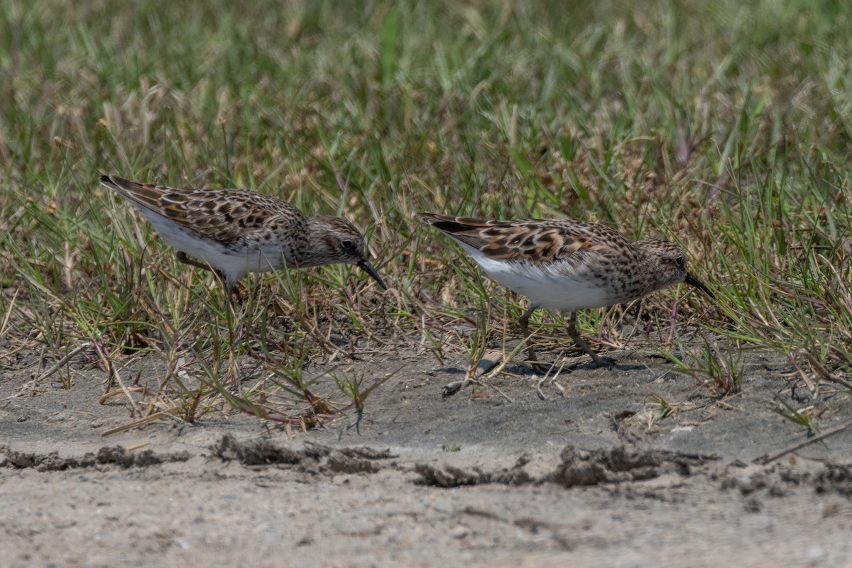 Least Sandpiper - ML616018558