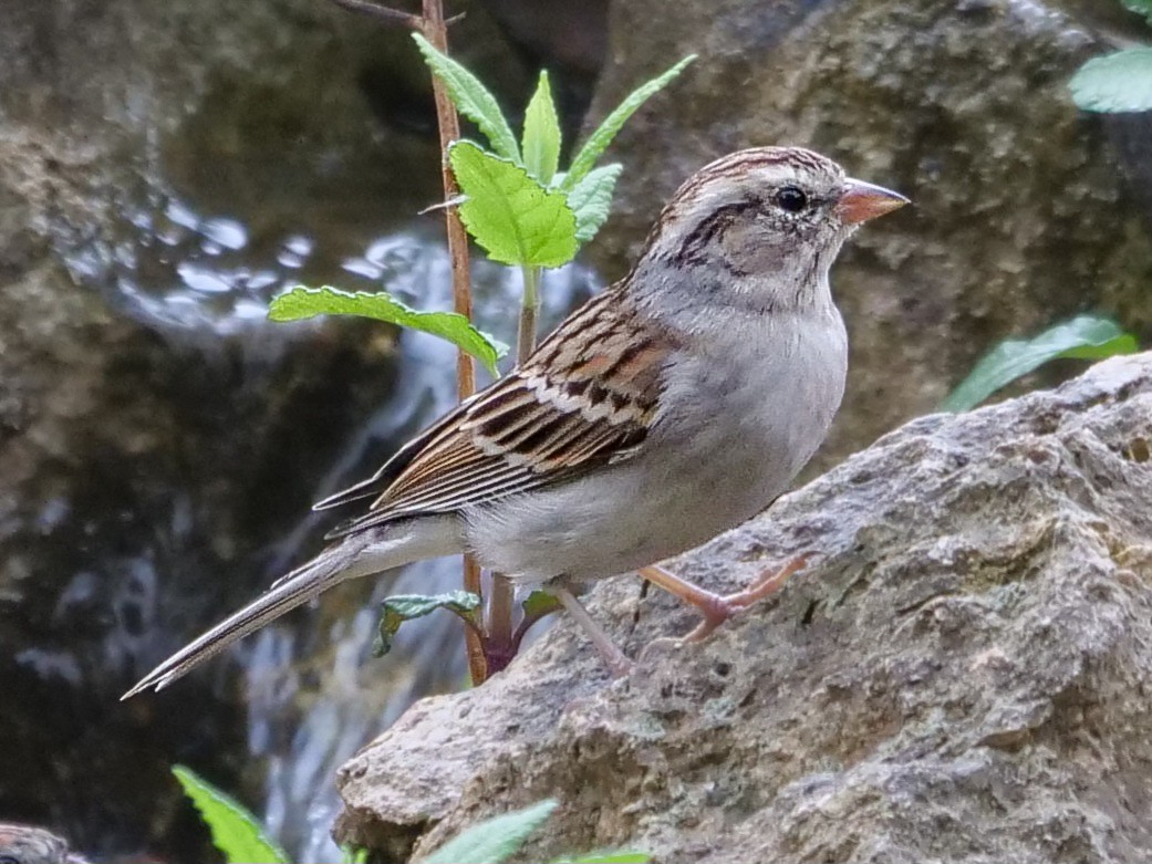 Chipping Sparrow - ML616018601