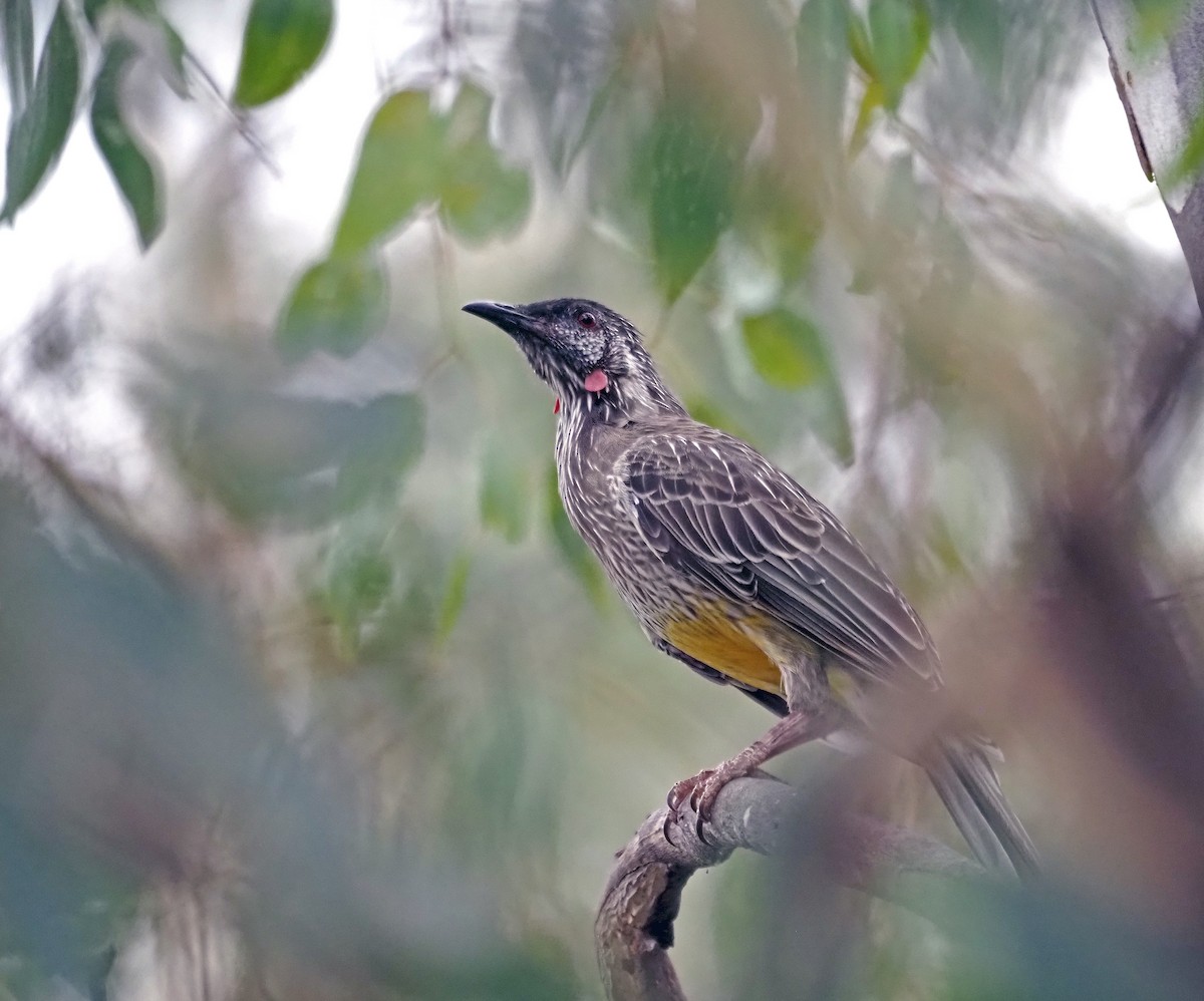 Red Wattlebird - ML616018618