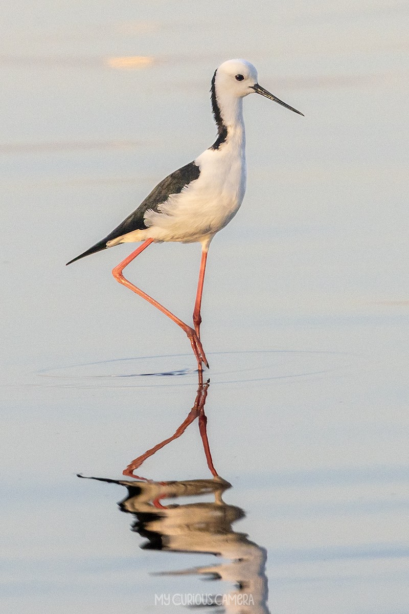 Pied Stilt - ML616018648