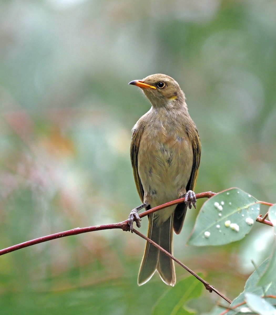 Fuscous Honeyeater - ML616018783