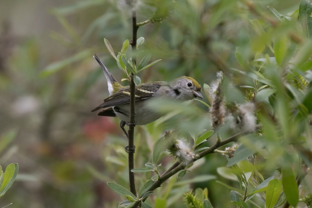 Chestnut-sided Warbler - Spencer Seale