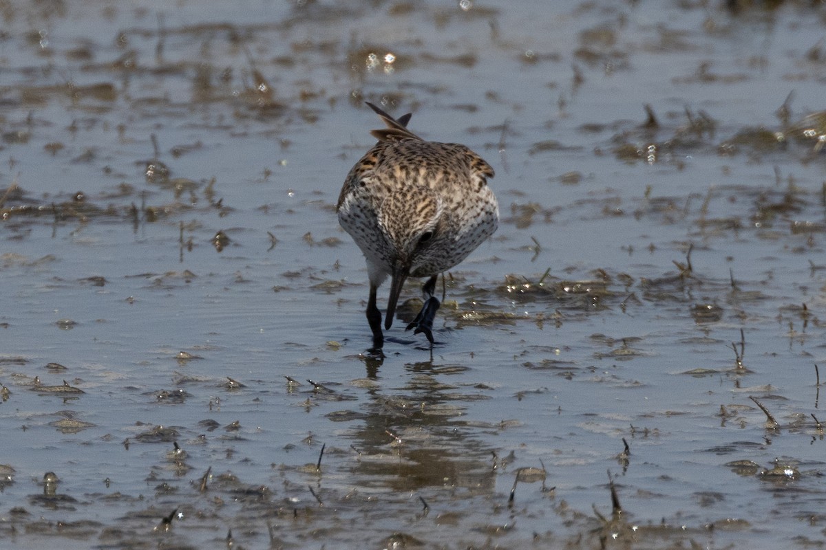 White-rumped Sandpiper - ML616018797