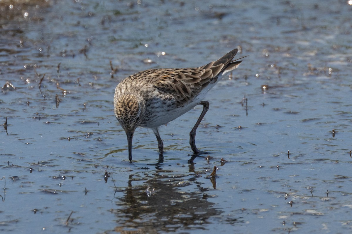 White-rumped Sandpiper - ML616018804