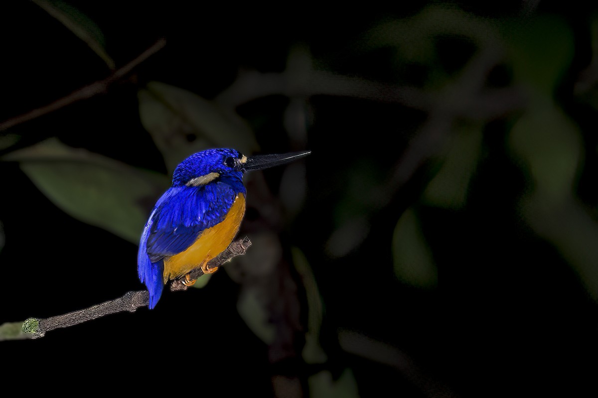 Papuan Dwarf-Kingfisher - ML616018806