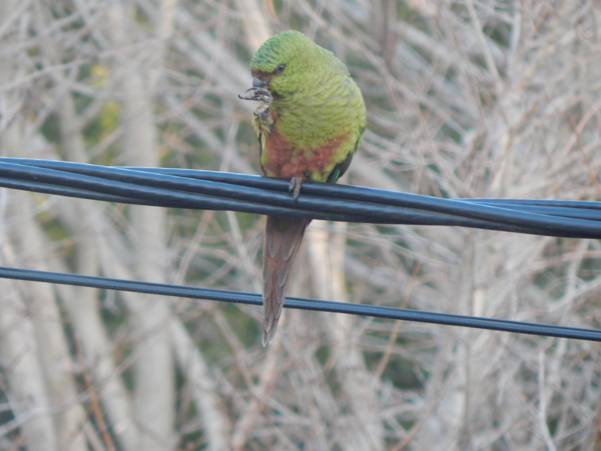 Austral Parakeet - ML616018841