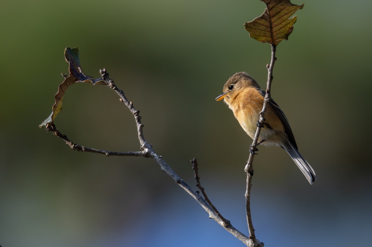 Buff-breasted Flycatcher - ML616018851