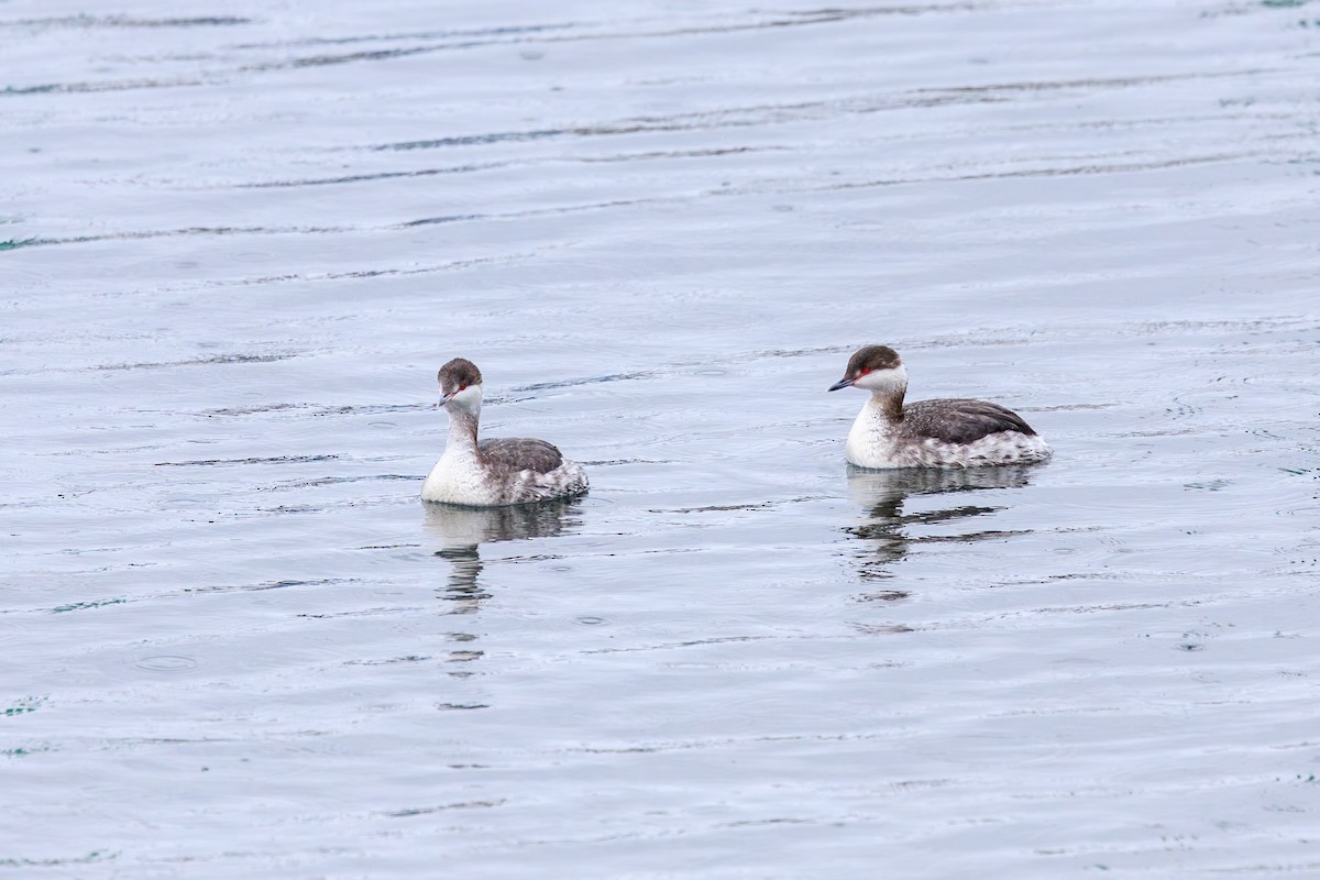 Horned Grebe - ML616018890