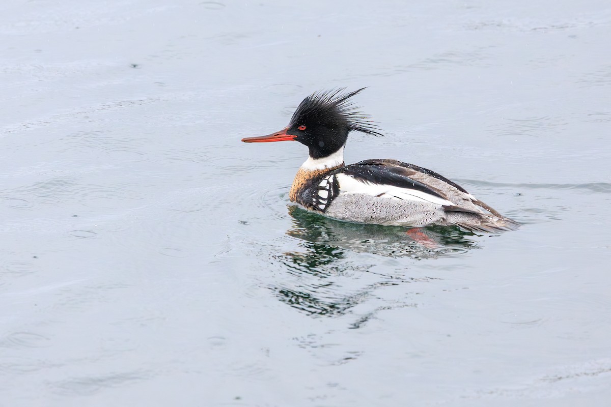 Red-breasted Merganser - Chris Kennelly