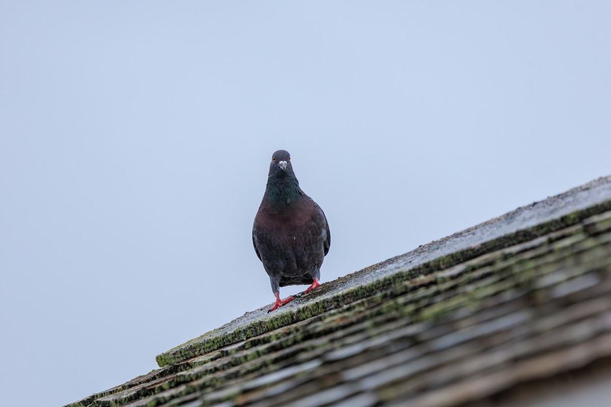 Rock Pigeon (Feral Pigeon) - ML616018940