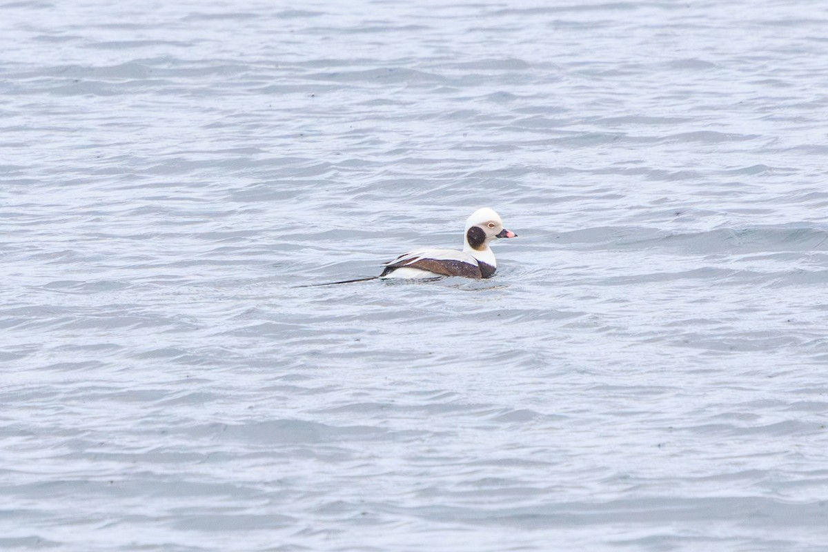 Long-tailed Duck - ML616018954