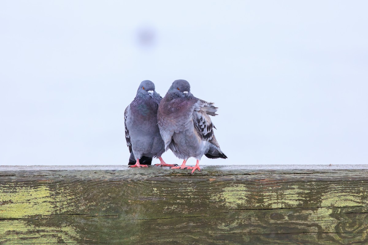 Rock Pigeon (Feral Pigeon) - ML616018968