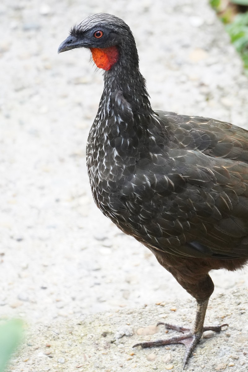 Dusky-legged Guan - ML616018969